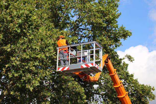 Best Palm Tree Trimming  in Granite City, IL